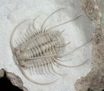 Boedaspis-trilobite1